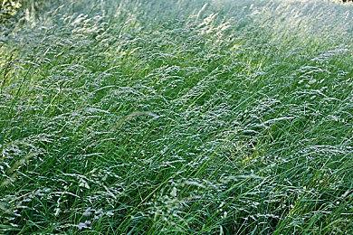 类魂动作RPG游戏《艾诺提亚：失落之歌》新预告片现已公开！